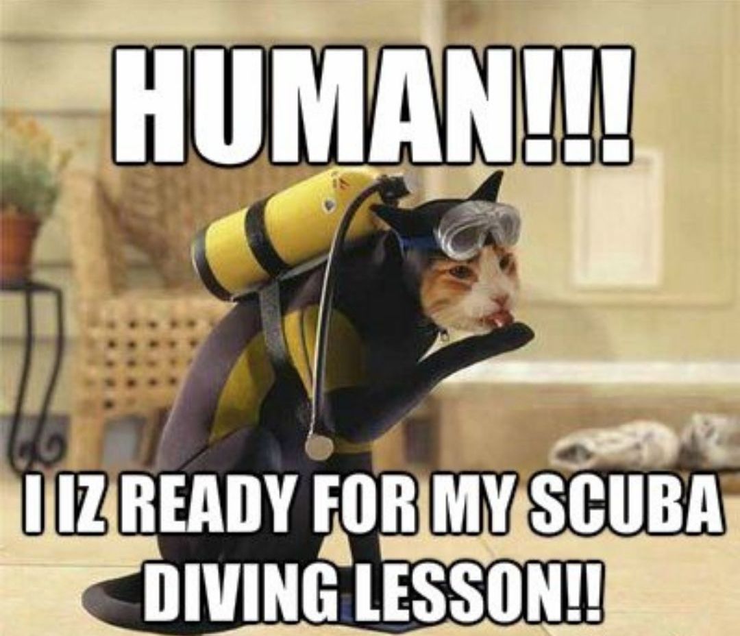 Cat ready for scuba diving lessons scuba diving meme