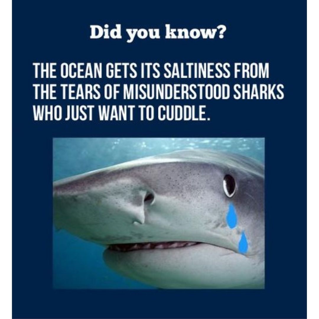 Crying shark funny scuba diving meme