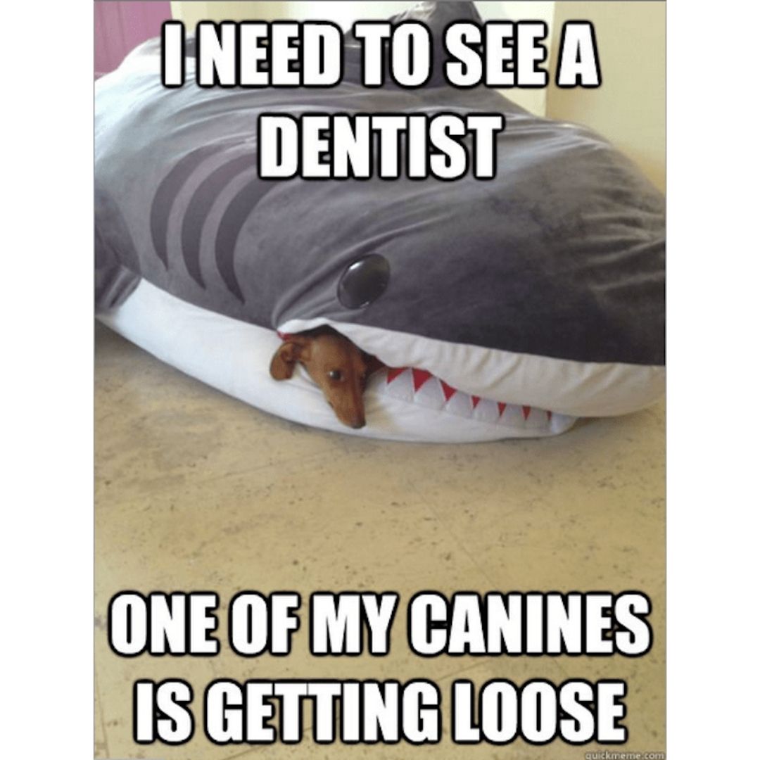 Dentist shark scuba diving meme