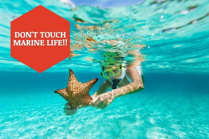 Do not touch marine life while snorkeling
