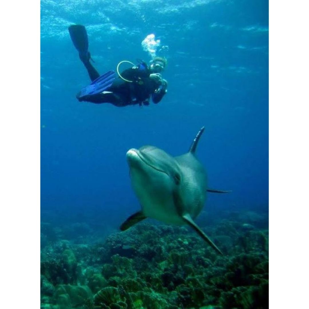 Dolphin scuba diving
