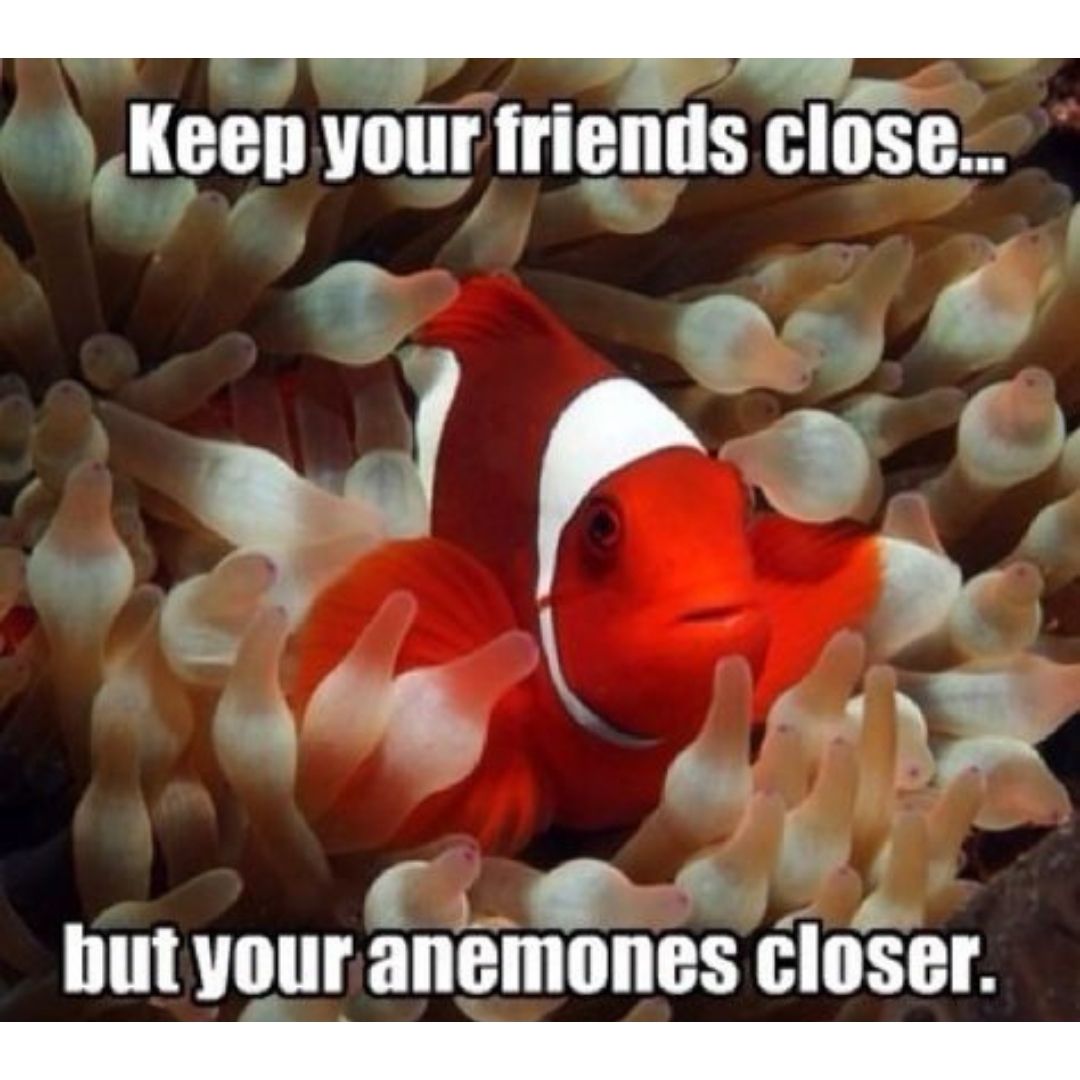 keep your friends close scuba diving meme