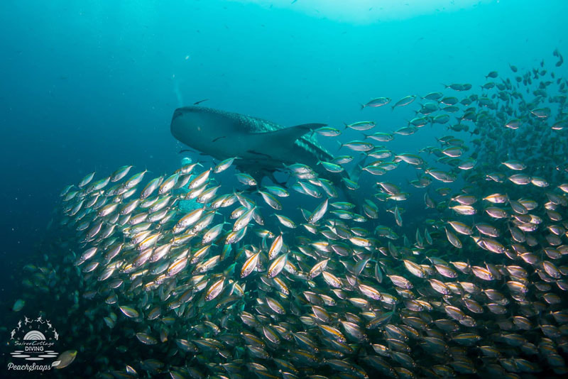 Larger fish while scuba diving