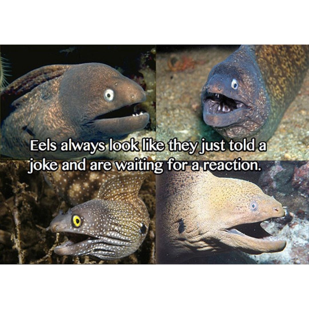 Moray eels scuba diving meme