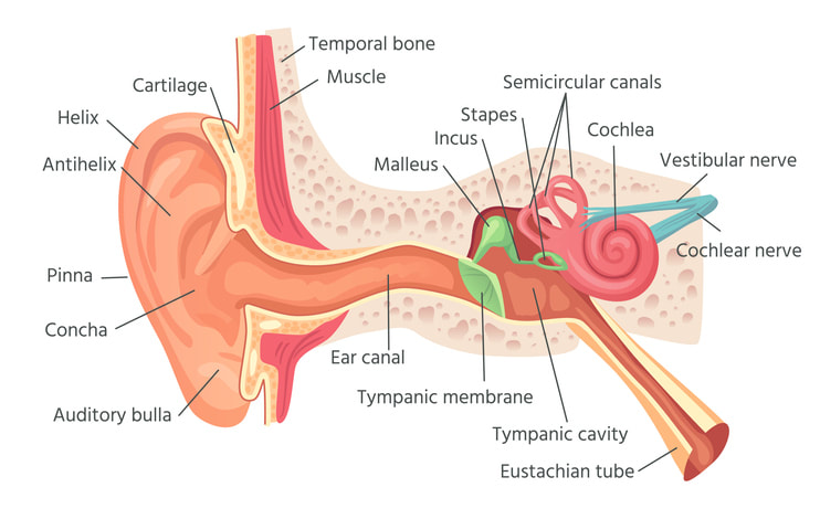ossicle bones in the inner ear