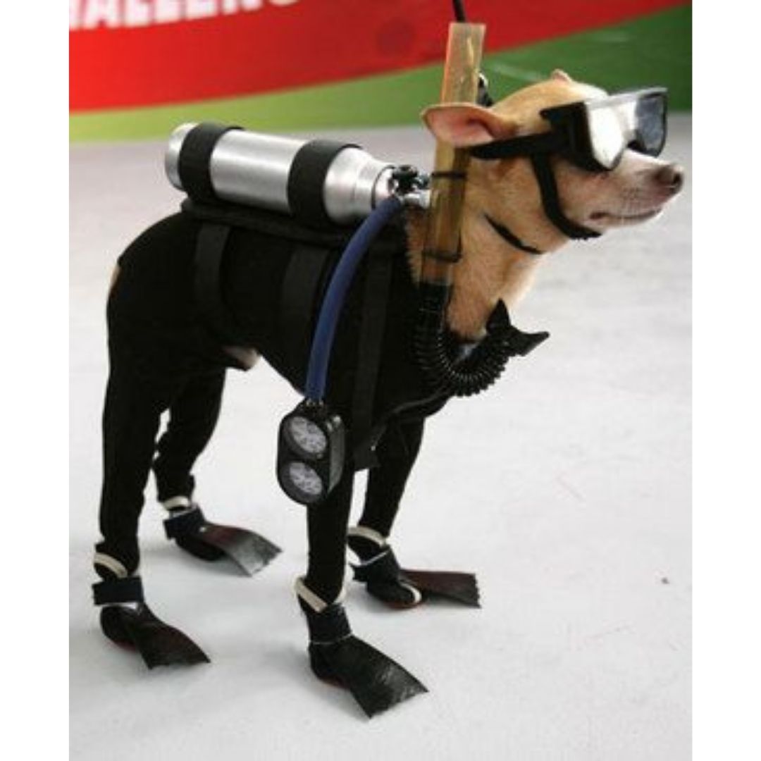 Scuba dog ready to go scuba diving meme