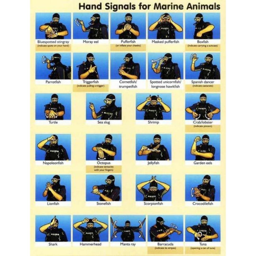 Scuba hand signals for Marine Animals