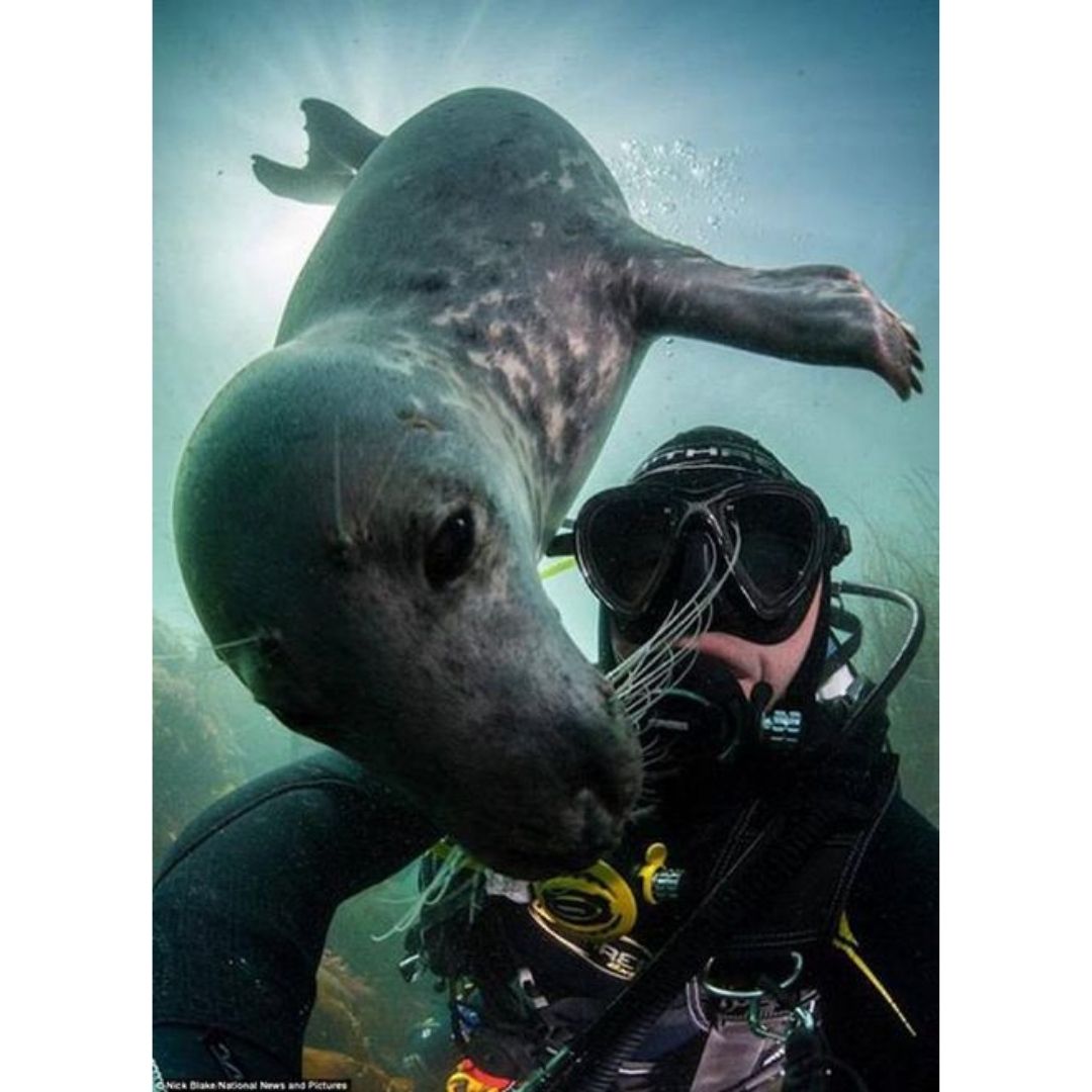 Seal and scuba diver