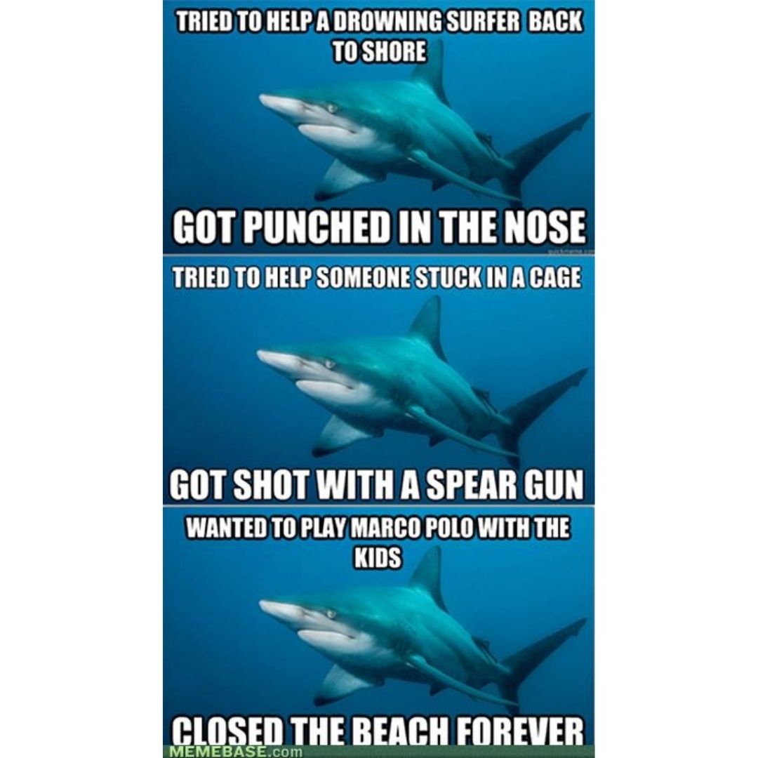 Shark close scuba diving meme