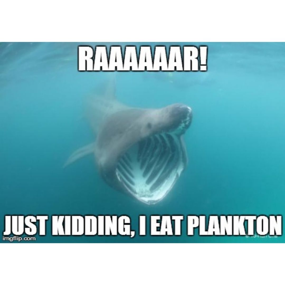Shark eat plankton scuba diving meme