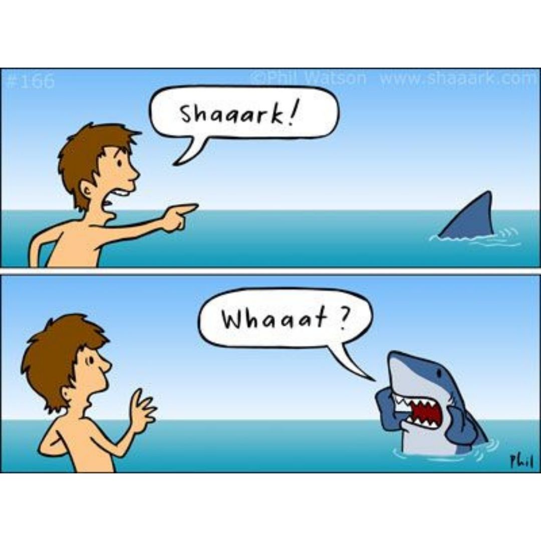 Shark what scuba diving meme