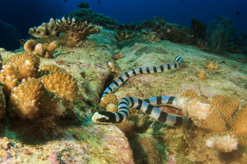 Protecting coral reefs and coastal areas is essential for ensuring the survival of this species and the delicate ecosystems they inhabit