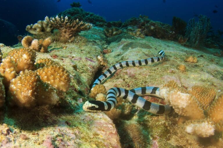 Sea Snake Modification Banded Sea Snake (Sea Krait): ID, Behavior & Dive Precautions