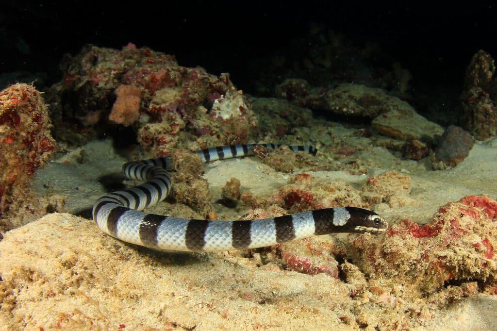 These snakes are shy by nature and prefer to flee rather than fight