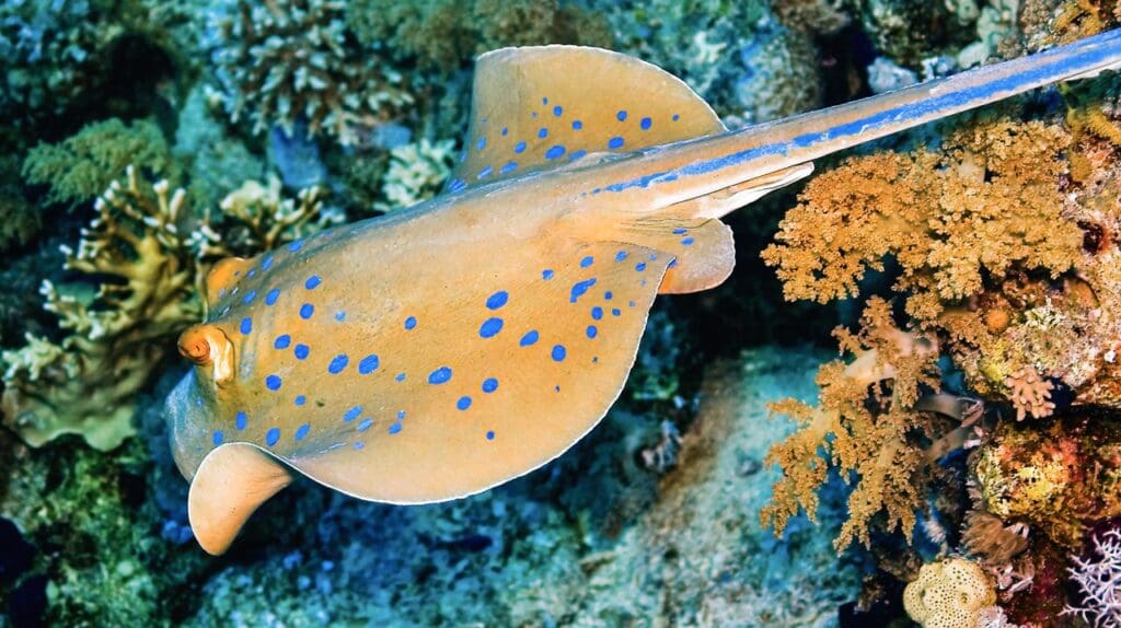 ​The blue-spotted ribbontail ray is a perfect blend of beauty and caution