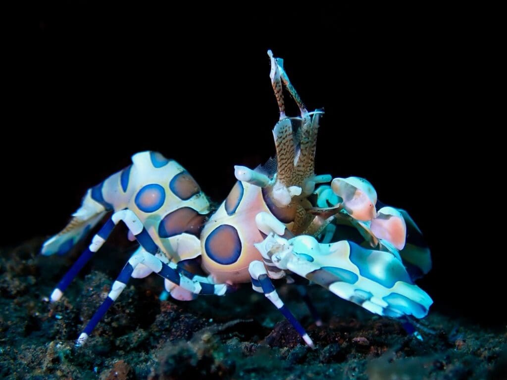 ​Despite their predatory nature, harlequin shrimp play an important role in maintaining the balance of coral reef ecosystems