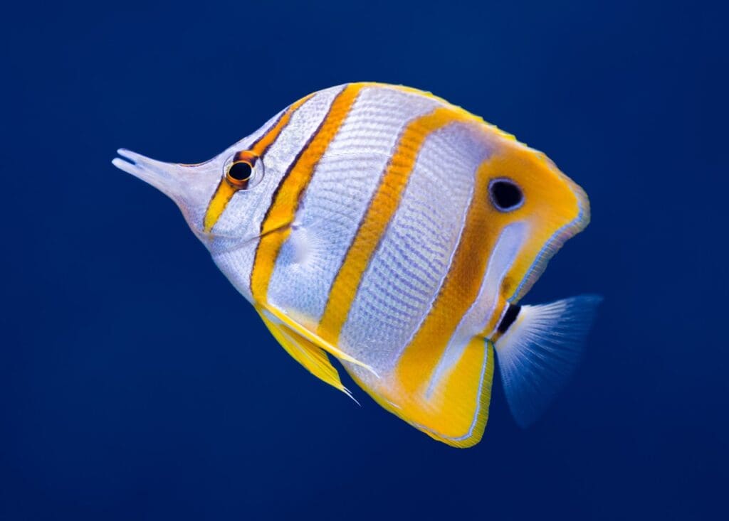 ​The copperband butterflyfish plays an important role in maintaining the balance of coral reef ecosystems