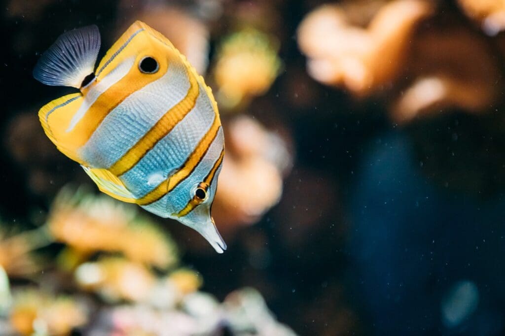 In the wild, these fish are solitary or form pairs, though they occasionally swim in small groups