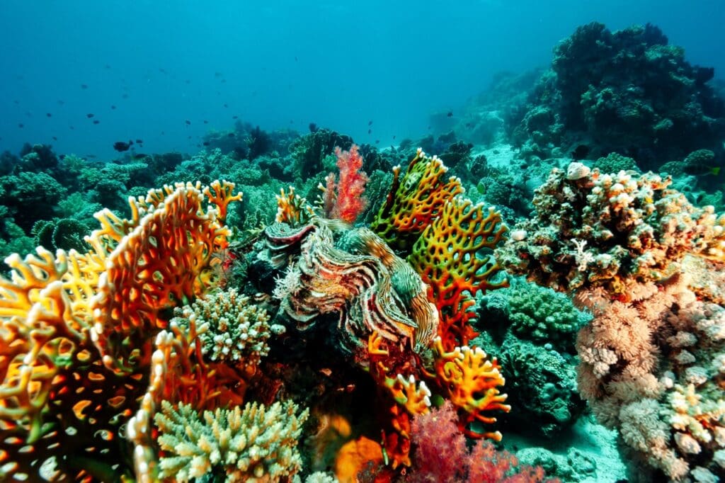 ​The pink spotted shrimp goby plays a vital role in maintaining the health of the sandy reef environments it inhabits