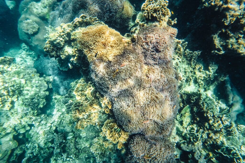 Stonefish play a key role in maintaining the balance of marine ecosystems