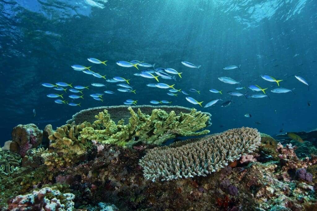 They play a critical role in maintaining the balance of coral reef ecosystems by controlling small crustacean populations