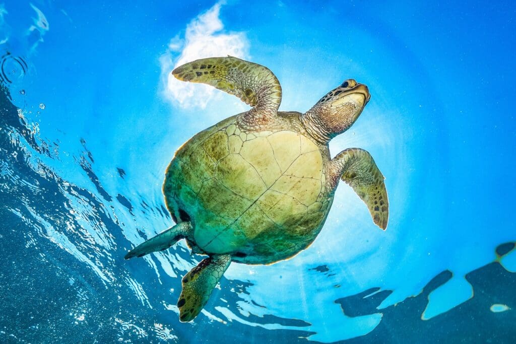 βGreen turtles play a crucial role in maintaining the health of marine ecosystems