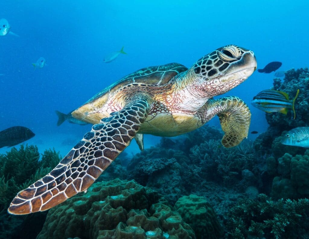 Their name comes from the greenish color of the fat under their skin, which is a result of their herbivorous diet of seagrass and algae