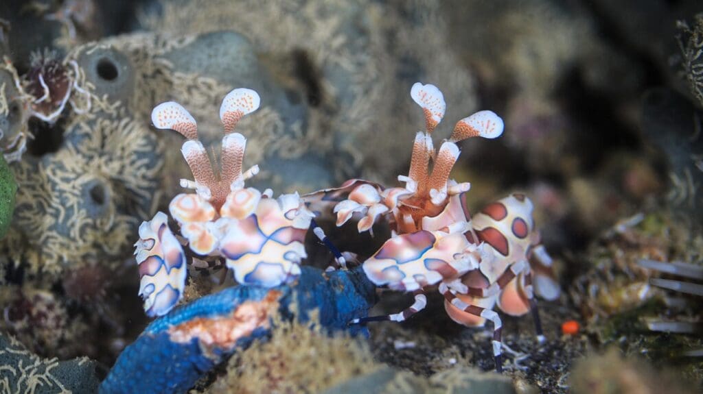 The Harlequin Shrimp (Hymenocera picta) is a small, vividly colored marine crustacean found in coral reefs of the Indo-Pacific region