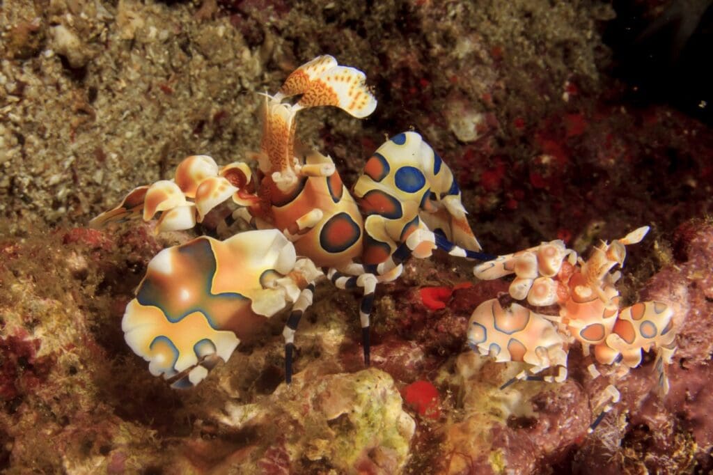 The harlequin shrimp is known for its striking appearance. Its body is covered in bold, contrasting patterns of white or cream with pink, orange, or purple spots