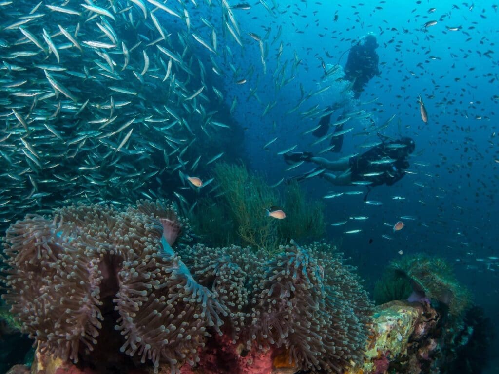 Photo credit - Peachsnaps