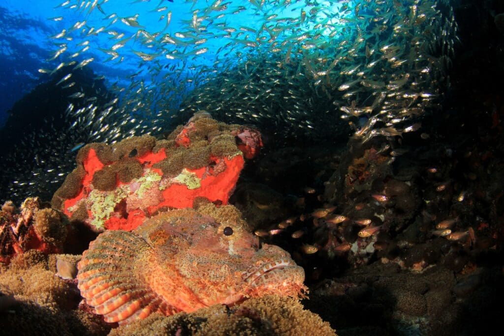 They have rough, uneven skin covered in bumps, ridges, and algae-like growths that further enhance their camouflage