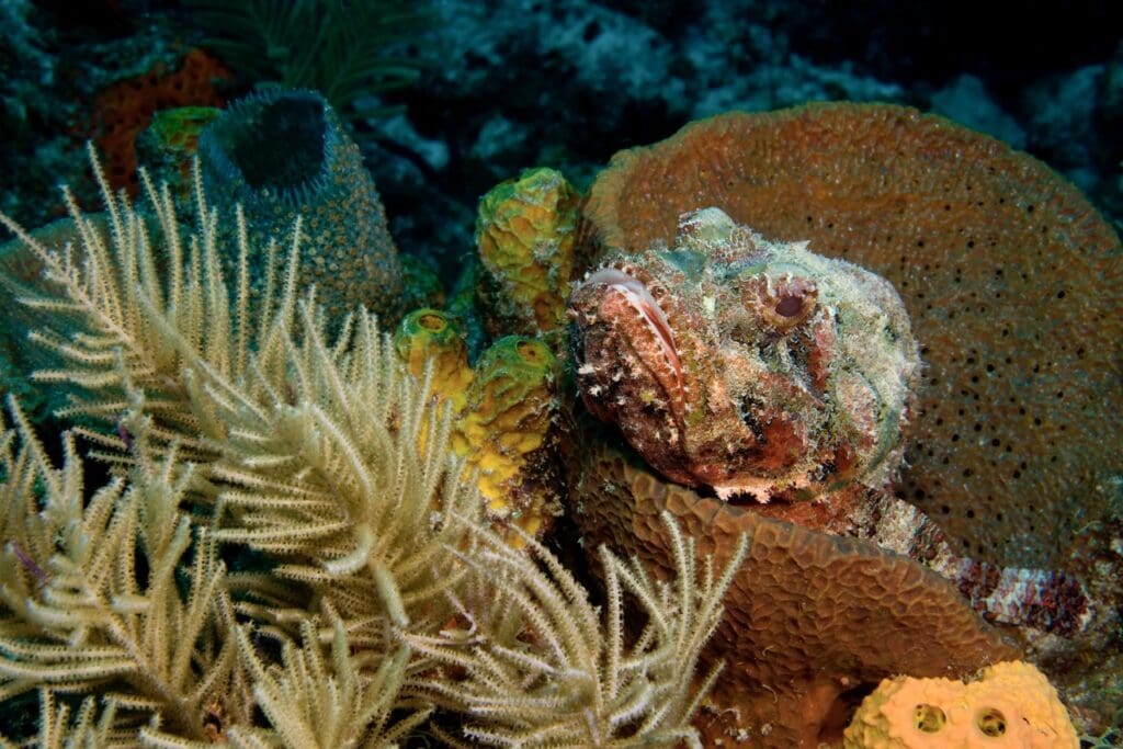 They do not go out of their way to sting, and most injuries occur accidentally when someone steps on them