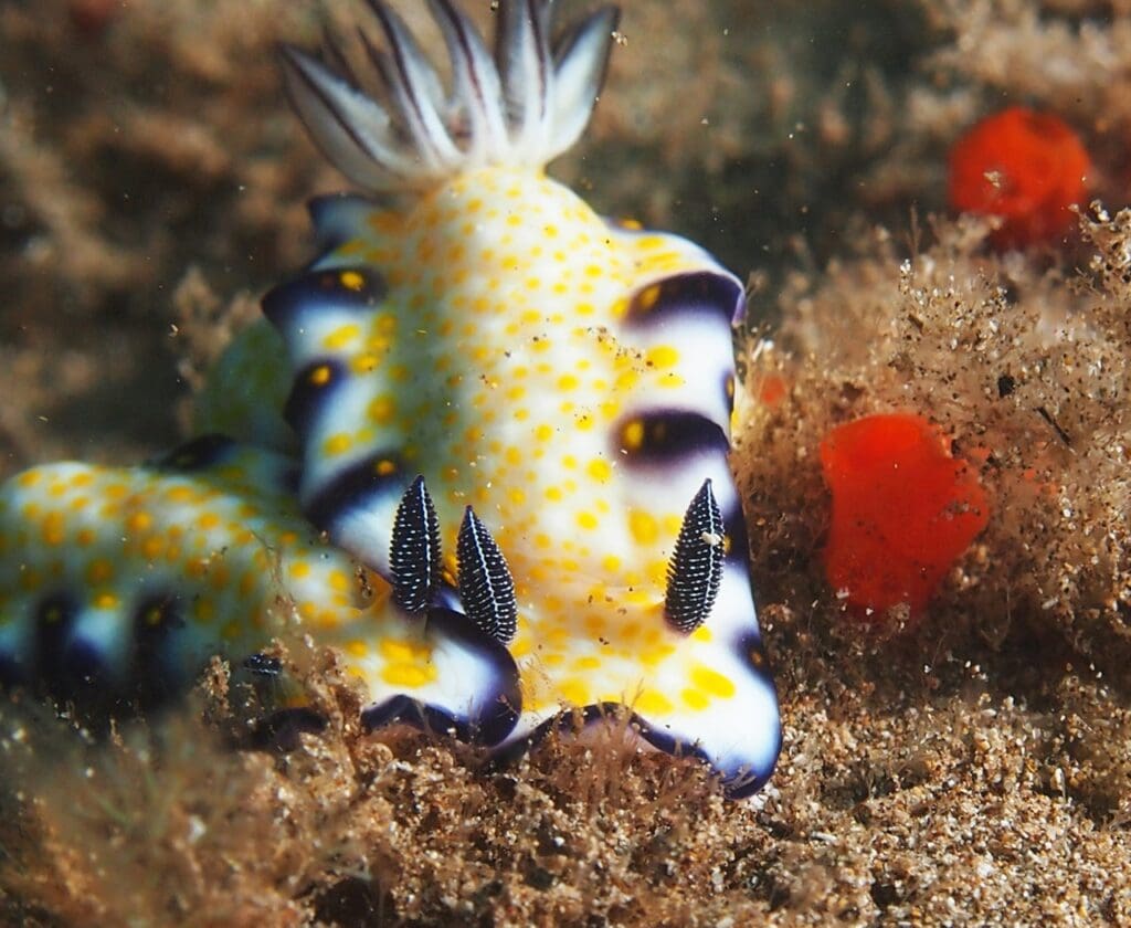 This species is commonly found on coral reefs, rocky substrates, and sandy seafloors across the Indo-Pacific region