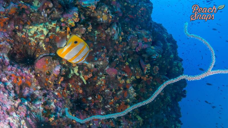 Copperband Butterflyfish: The Striking Beauty of the Coral Reefs